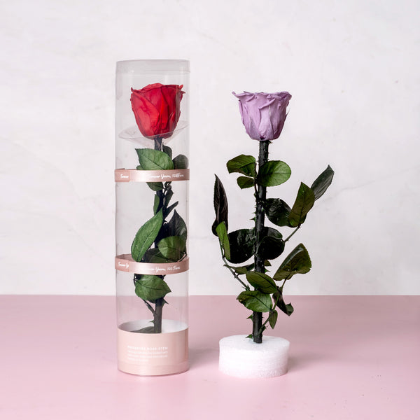 Forever Rose – 123 Farm